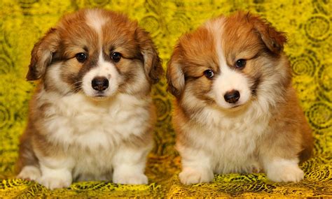 Más De 9 000 Imágenes Gratis De Perritos Tiernos Y Perrito Pixabay
