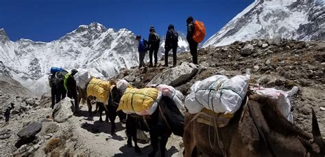 Nepal Snapshot 51 Of 70 Yak Train Near Everest Base Camp Flickr