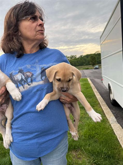 Darlington... - Darlington County Humane Society Rescue