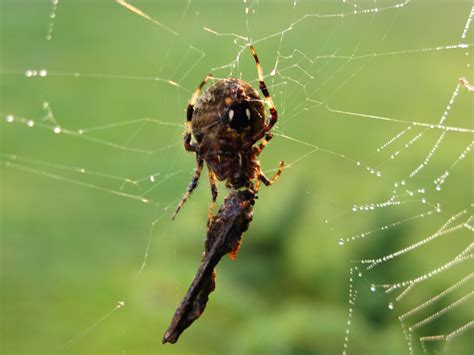 Spider Web Insect - Free Nature Pictures by ForestWander Nature Photography