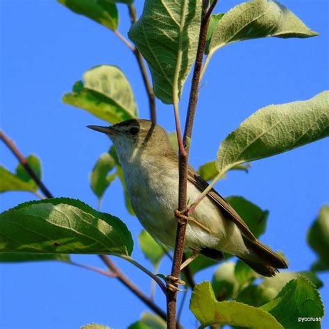 маленькая шумная птичка | Fauna, Animals, Bird