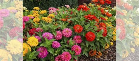 Циния рассада купить в Новокузнецке | Товары для дома и дачи | Авито
