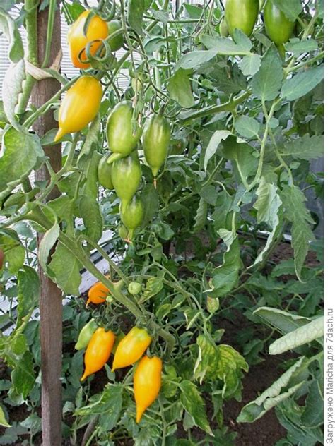 Томат Цыпочка Отзывы Фото — Картинки фотографии