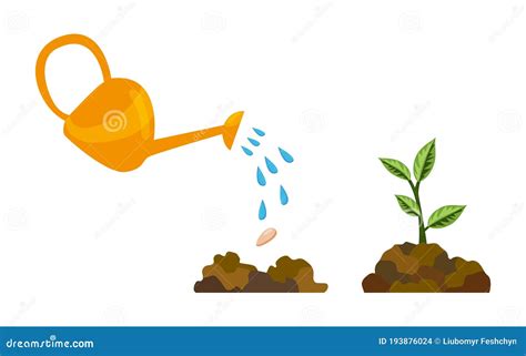 Stages Growth Of Tree From Seed Watering The Plants Germination Of A