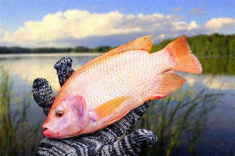 ikan tilapia  sesuai dijadikan projek penternakan