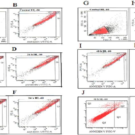 Flow Cytometric Analysis Of Hl 60 Cells By Double Labeling With Annexin