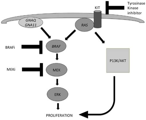 Two Important Pathways Involved In The Development Of Melanocytic Download Scientific Diagram