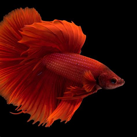 Fish owners are debating the new brunswick betta health guidelines 15