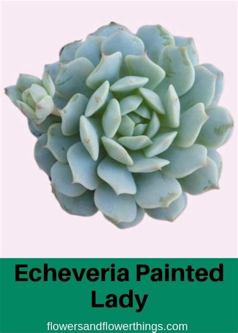 Echeveria Types Care With Pictures Flowersandflowerthings