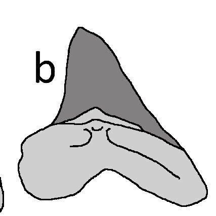 Cretoxyrhina mantelli anterior teeth. Tracing of Cretoxyrhina mantelli ...