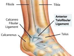 Anterior Talofibular Ligament