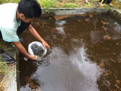 Penebaran Bibit Ikan Lele Di Lahan Praktek Sigerongan Dinas Pertanian