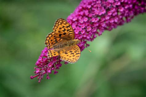 Butterfly bush, a garden shrub to attract butterflies and pollinators