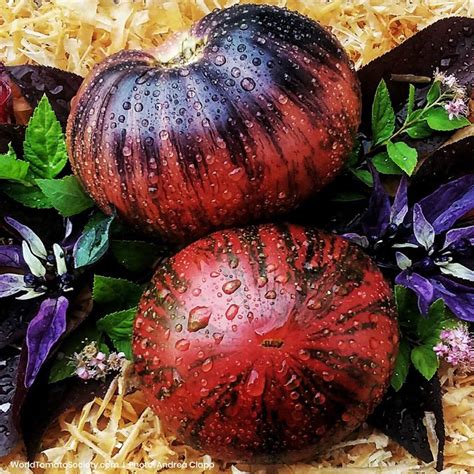 Томат Ливанские Горы (много фото) - imgpeak.ru