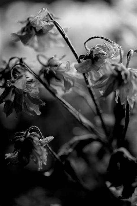 Dead Flowers By Gnomcannibal On Deviantart