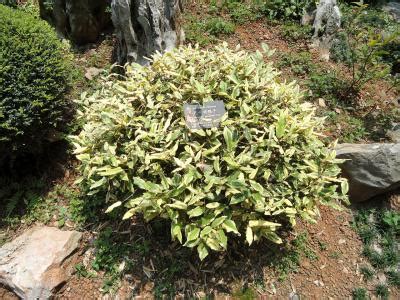 Chalef Piquant Elaeagnus Pungens Taille Bouturage Entretien