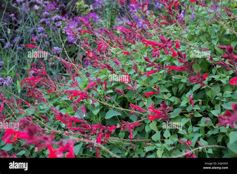 Salvia Roman Red Stock Photo Alamy