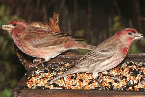 Purple finch house finch - informationpikol