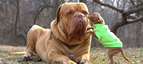Dealing With The Big Guys 5 Strategies To Conquer Your Market Dan