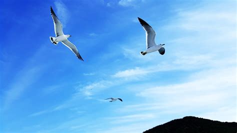 Sky Seagulls Flight Free Photo On Pixabay