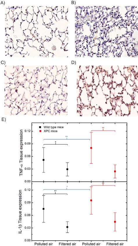 Increase Of Il 1β And Tnf α In The Lung Of Wild Type And Xpc Knockout Download Scientific