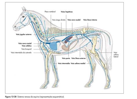 Sistema Venoso Equinos Medicina Veterin Ria Anatomia Cavalo T Cnico