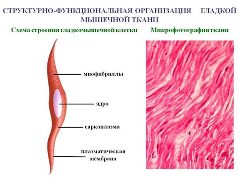 Анатомия для массажистов - online presentation
