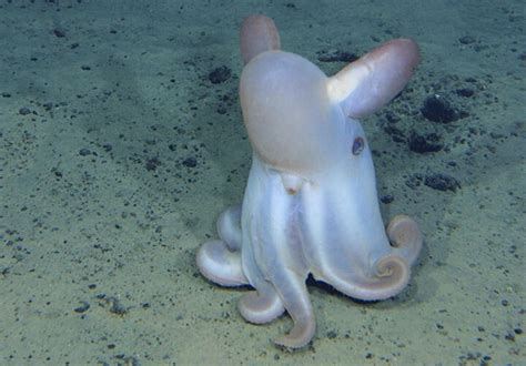 🚩 Осьминоги Гримпе или Дамбо – интересные факты о моллюсках