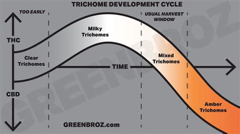 Development Stages Of Weed Trichomes