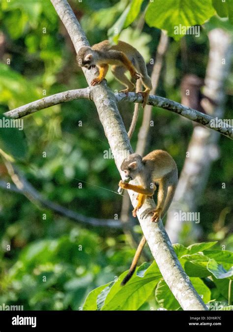 common squirrel monkeys climb  res stock photography  images alamy