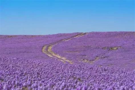 Fenomena Arab Saudi Gurun Tandus Jadi Padang Lavender Herald Indonesia