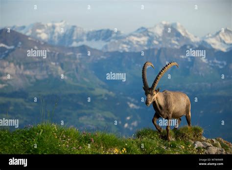 animal goat alpine habitat  res stock photography  images alamy