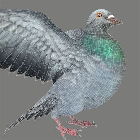 Pigeon Low Poly 3d Model 79 Max Fbx Obj Free3d