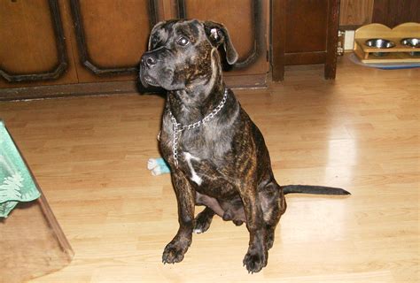 Boxador Full Grown