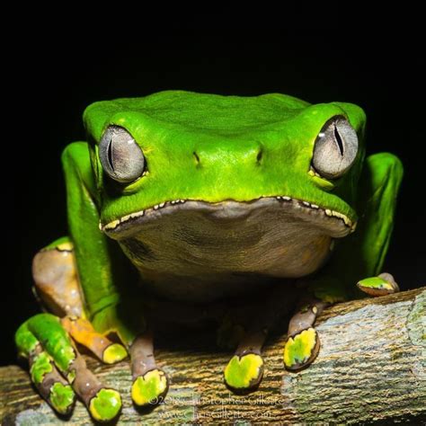Waxy Monkey Tree Frog Care Habitat And Behavior Insights Wild