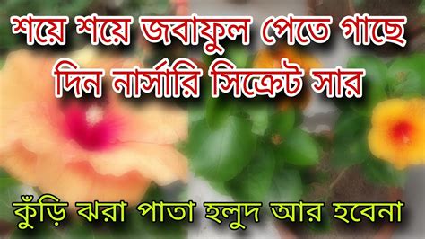 শয়ে শয়ে জবাফুল পেতে গাছে দিন নার্সারি সিক্রেট সার কুঁড়ি ঝরা বা