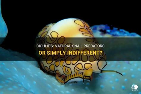 Cichlids: Natural Snail Predators Or Simply Indifferent? | PetShun