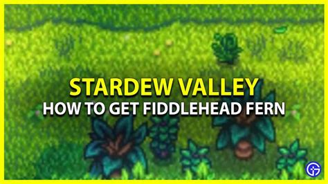 how to get fiddlehead fern stardew valley