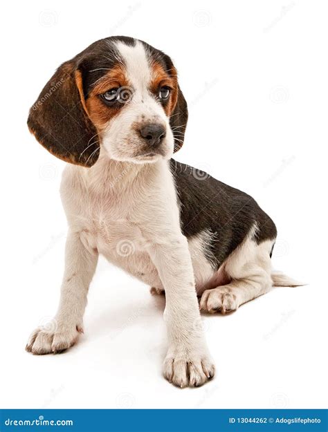 beagle mix puppy stock photo image  studio droopy