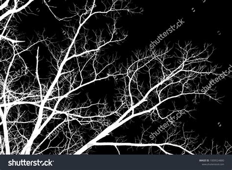 Naked Tree Branches On Black Background Stock Photo 1009524880 Shutterstock