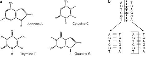 Four Bases Which Are Four Letters In The Dna Alphabet A Example Of