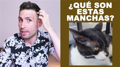 Es Normal Que Mi Gato Tenga Manchas En Su Piel Youtube