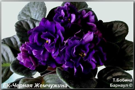 ЕК-Черная Жемчужина - Фиалки на Алтае