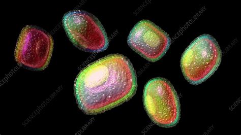 Smallpox viruses, animation - Stock Video Clip - K010/4242 - Science ...