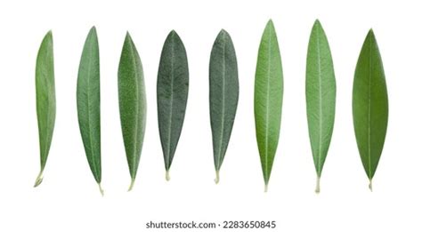 Olive Tree Leaves