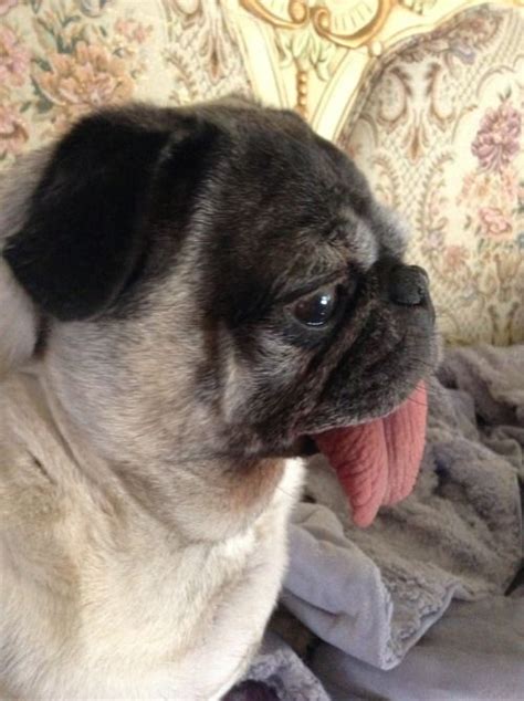 A Small Pug Sitting On Top Of A Bed With Its Tongue Out And It S Tongue