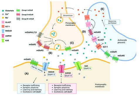 Mechanism and types of ionotropic and metabotropic glutamate receptors ...