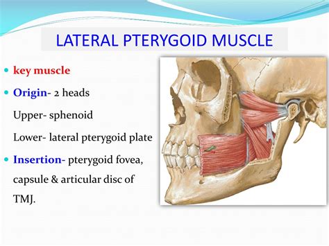 Relations Of Lateral Pterygoid Muscle