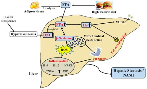 Ijms Free Full Text Mitochondrial Dysfunction Plays Central Role In