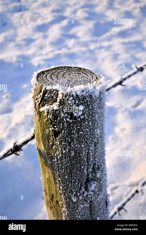 Whitminster Gloucestershire Uk Oak Tree Meadow Winter Snow Hore Hoar
